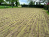 What Does Scarifying the Lawn Do?