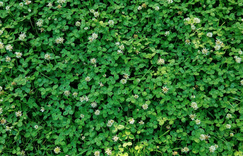 Weed Killer Sprays