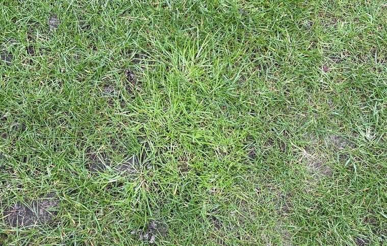 How to get rid of crabgrass