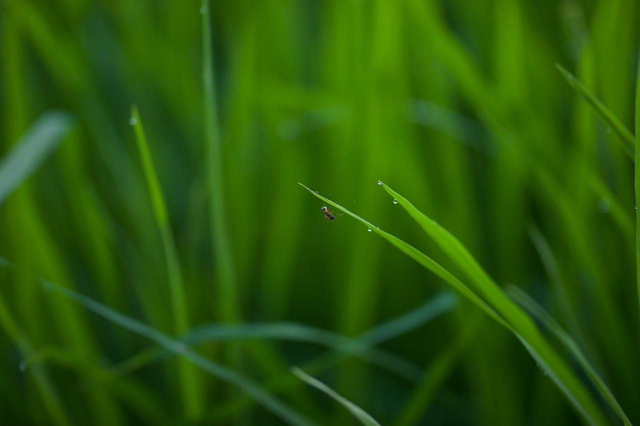 How to get rid of ants in lawn