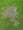 What causes brown patches in lawns