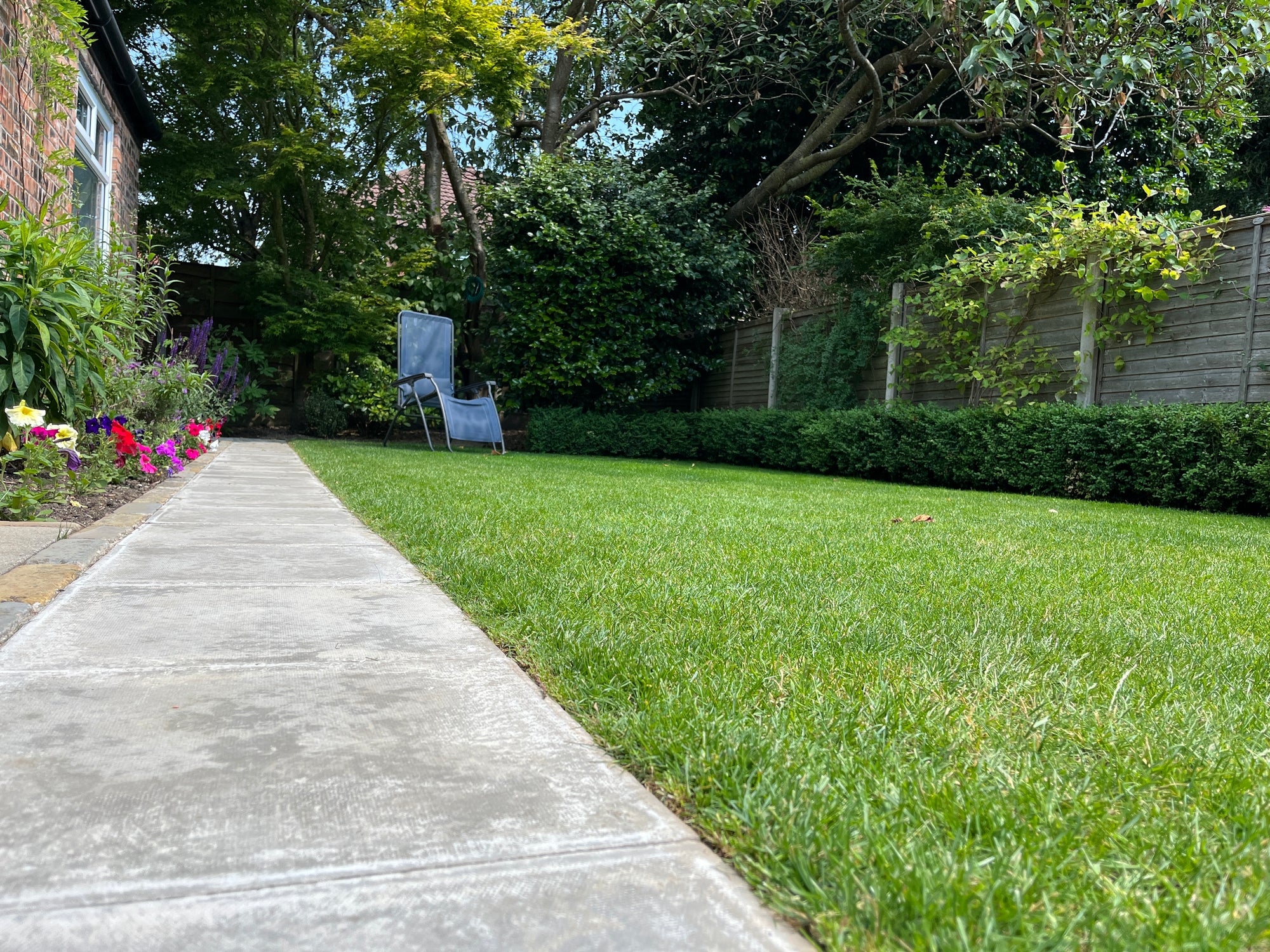 Why does my lawn go brown in the summer?