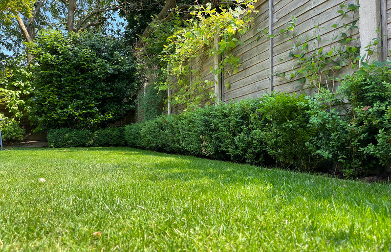 How do lawn fertilisers work in a heatwave?