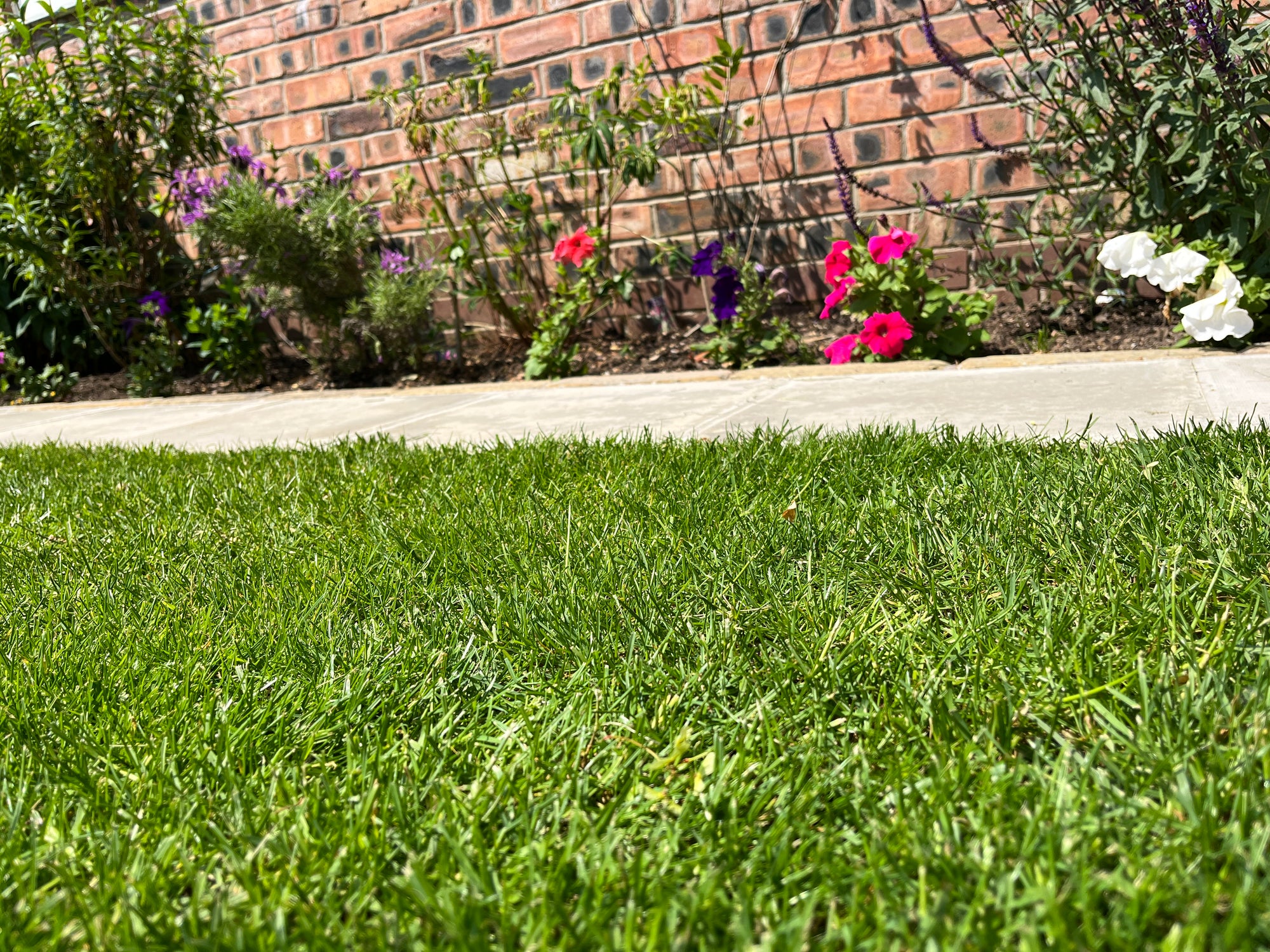 Maximising Lawn Nutrition for a Healthy, Green Garden