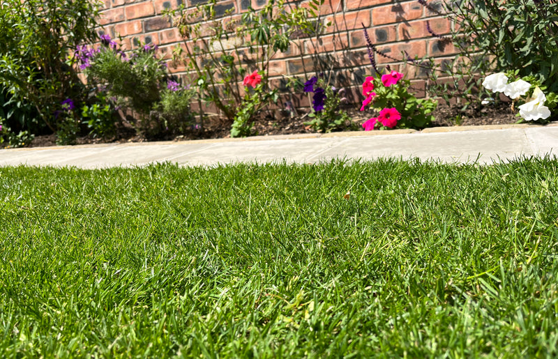 Maximising Lawn Nutrition for a Healthy, Green Garden