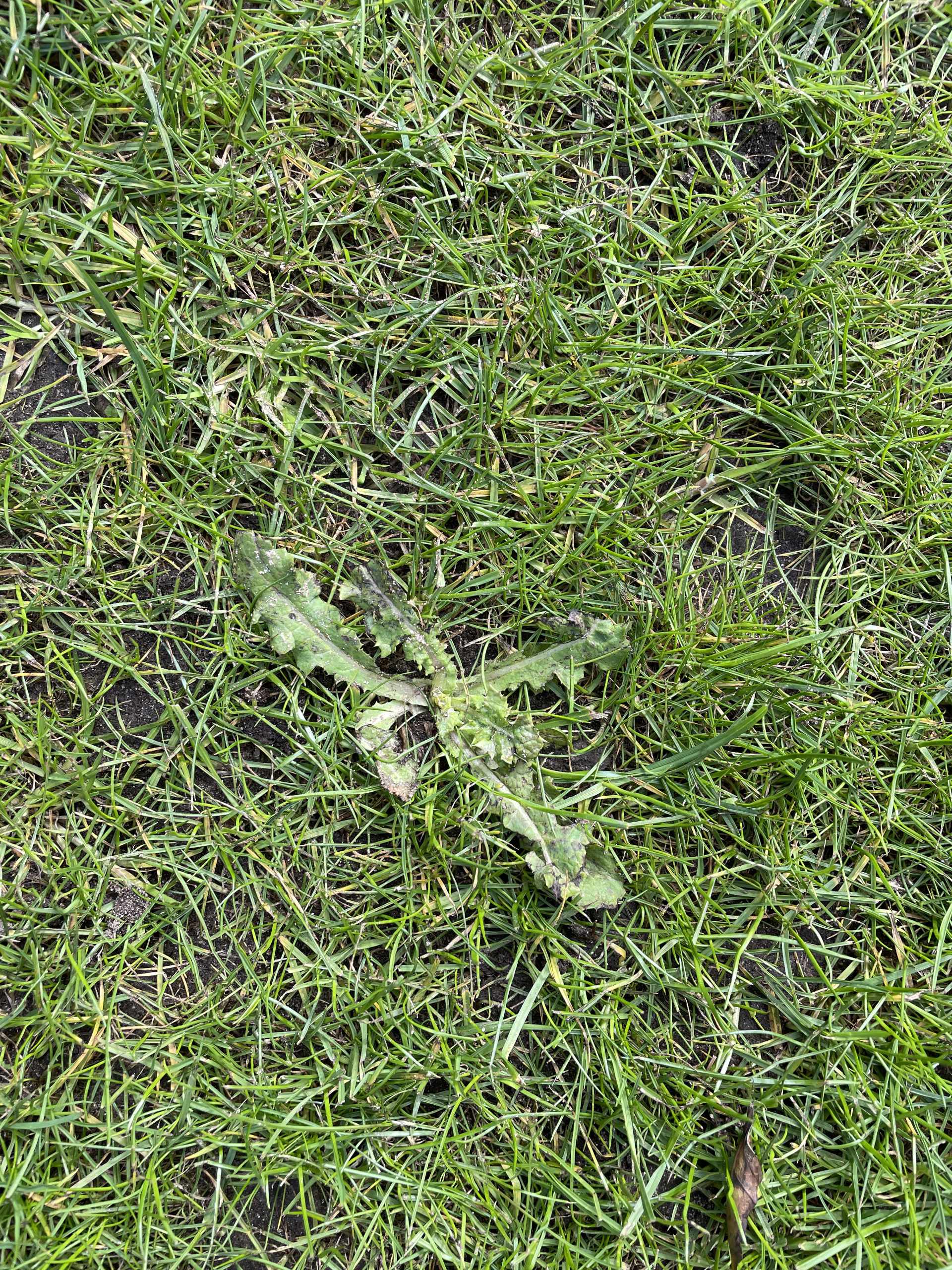 How to control your weeds