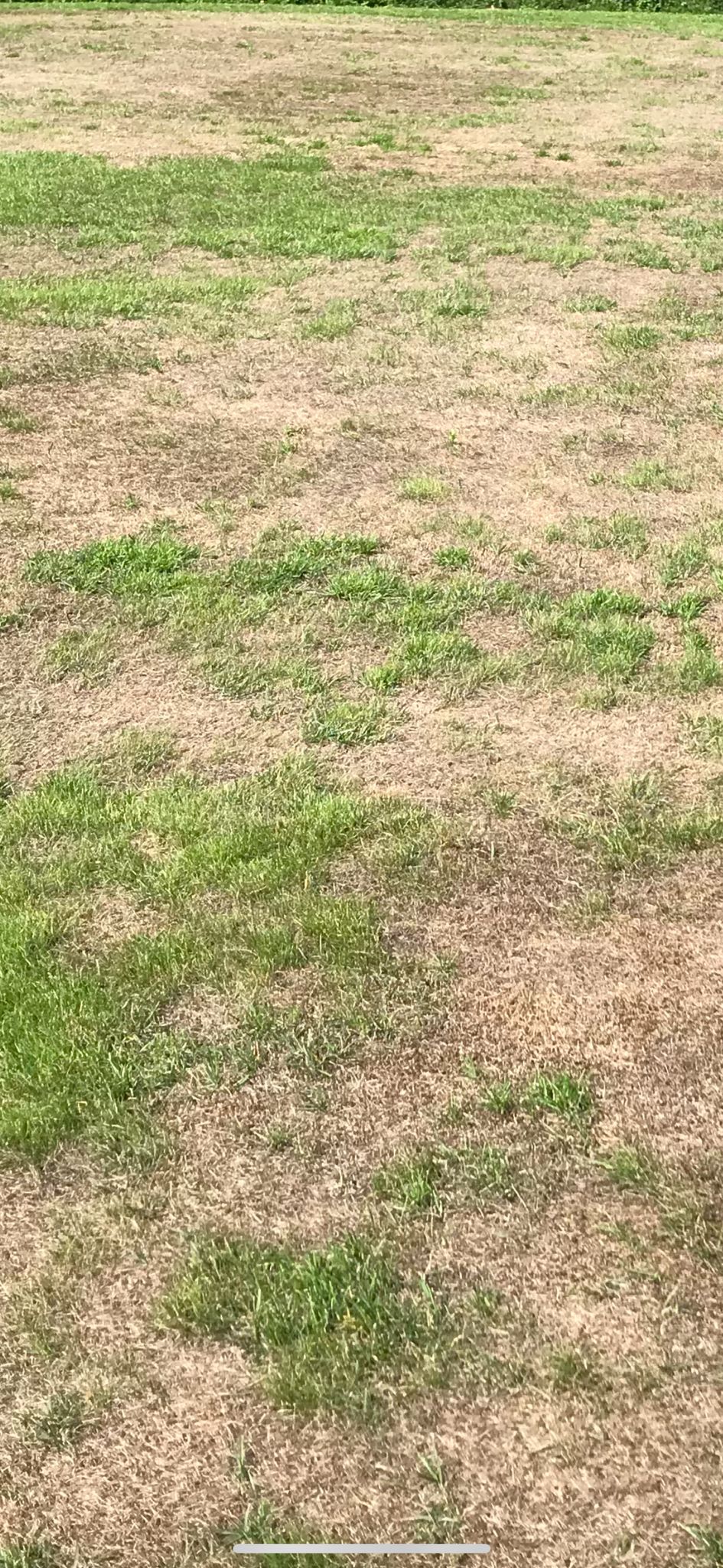 Heat stress in garden lawns - how to prevent against it