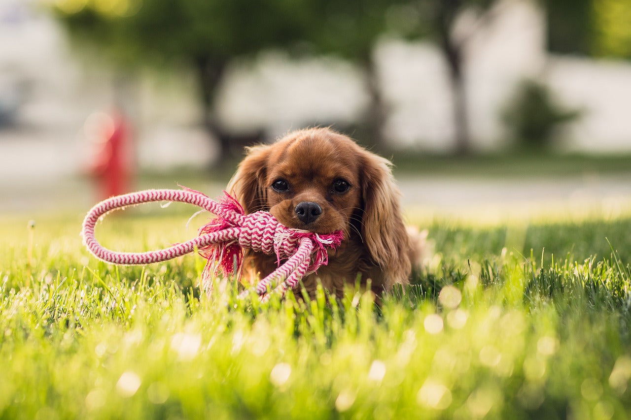 Lawn dog store