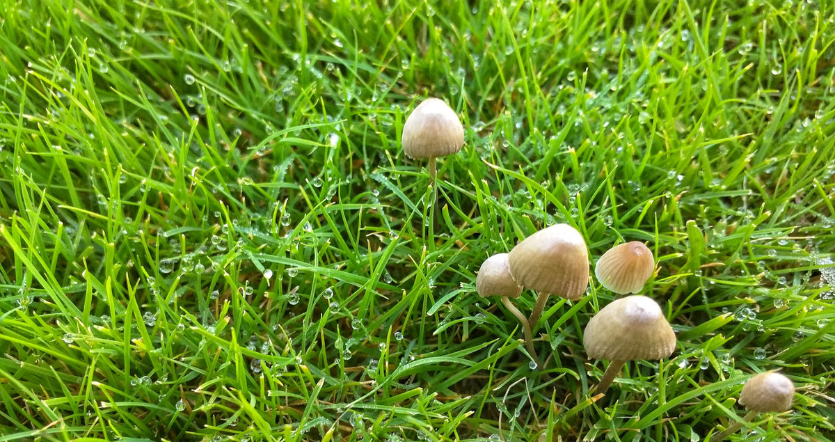 Toadstools and Mushrooms