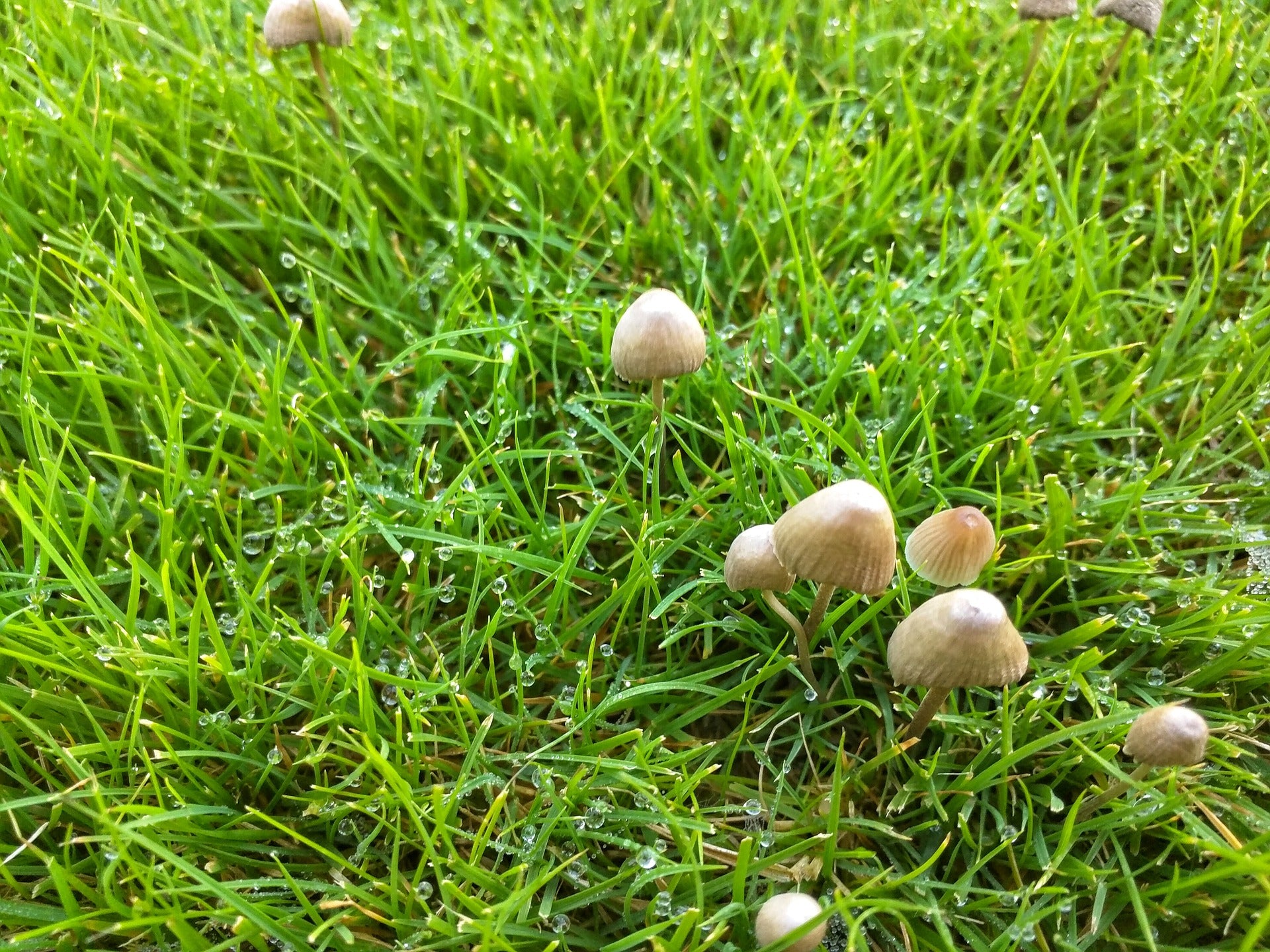 Toadstools and Mushrooms