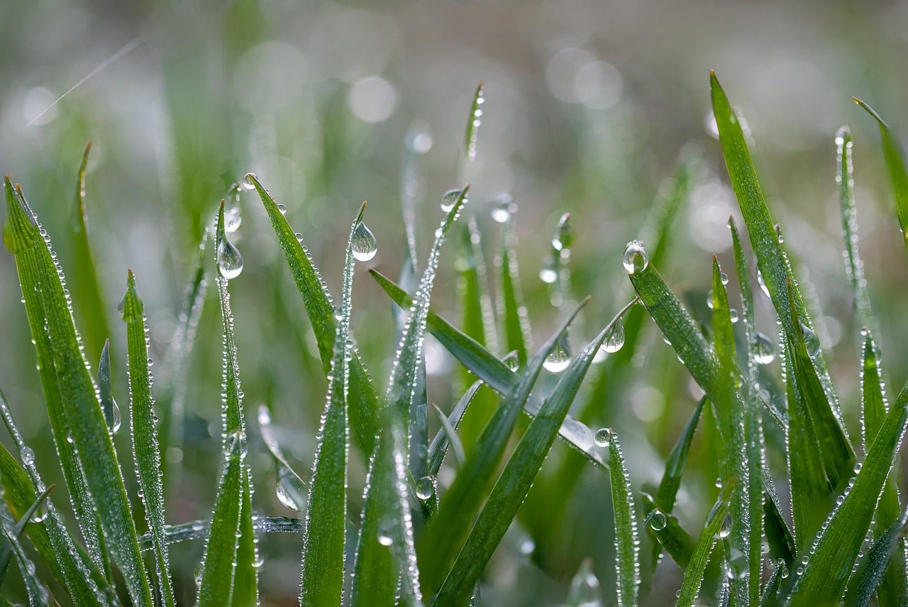 Can I Cut My Lawn When It's Wet?