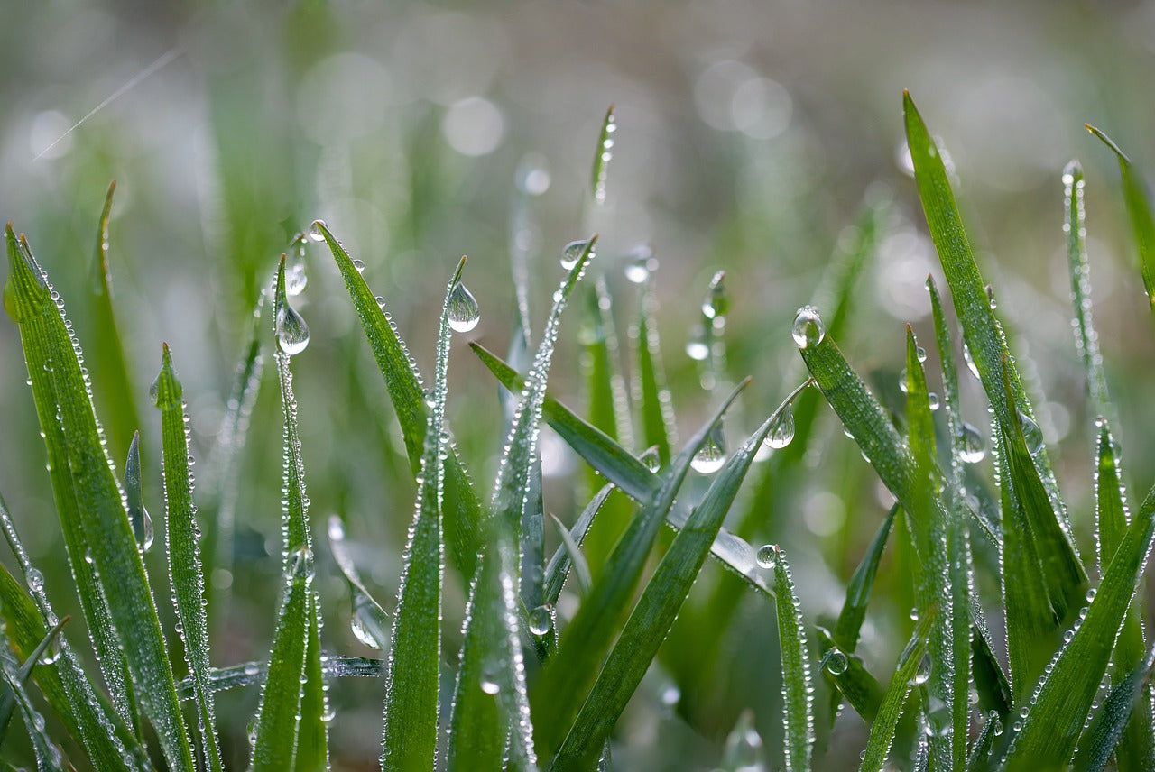 Cutting grass best sale when it's wet