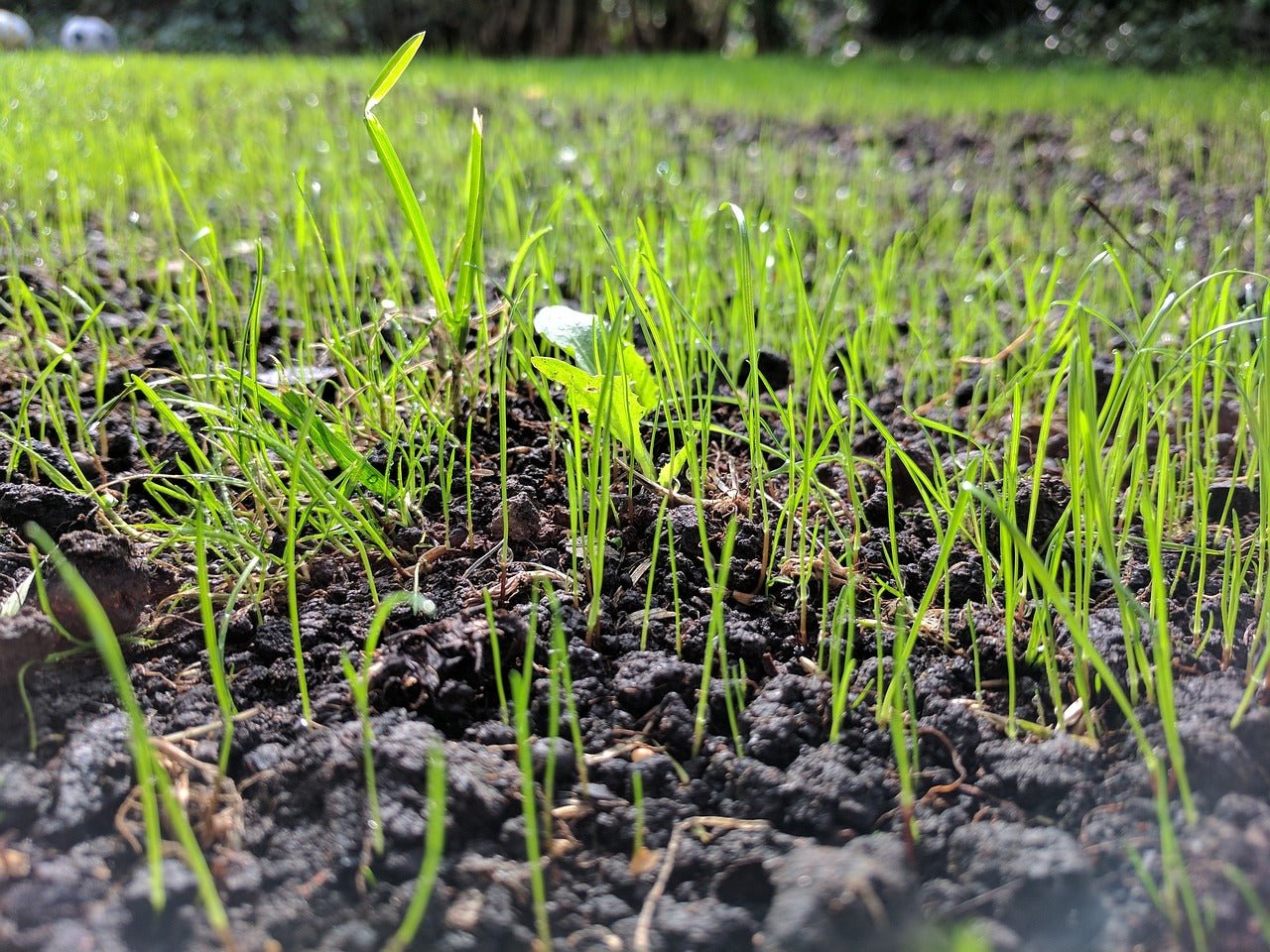 How to plant grass seed