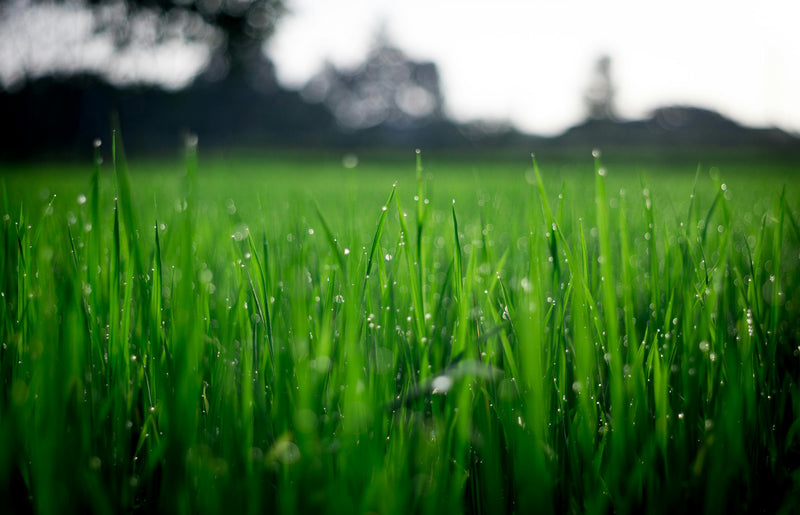 Types of lawn seed