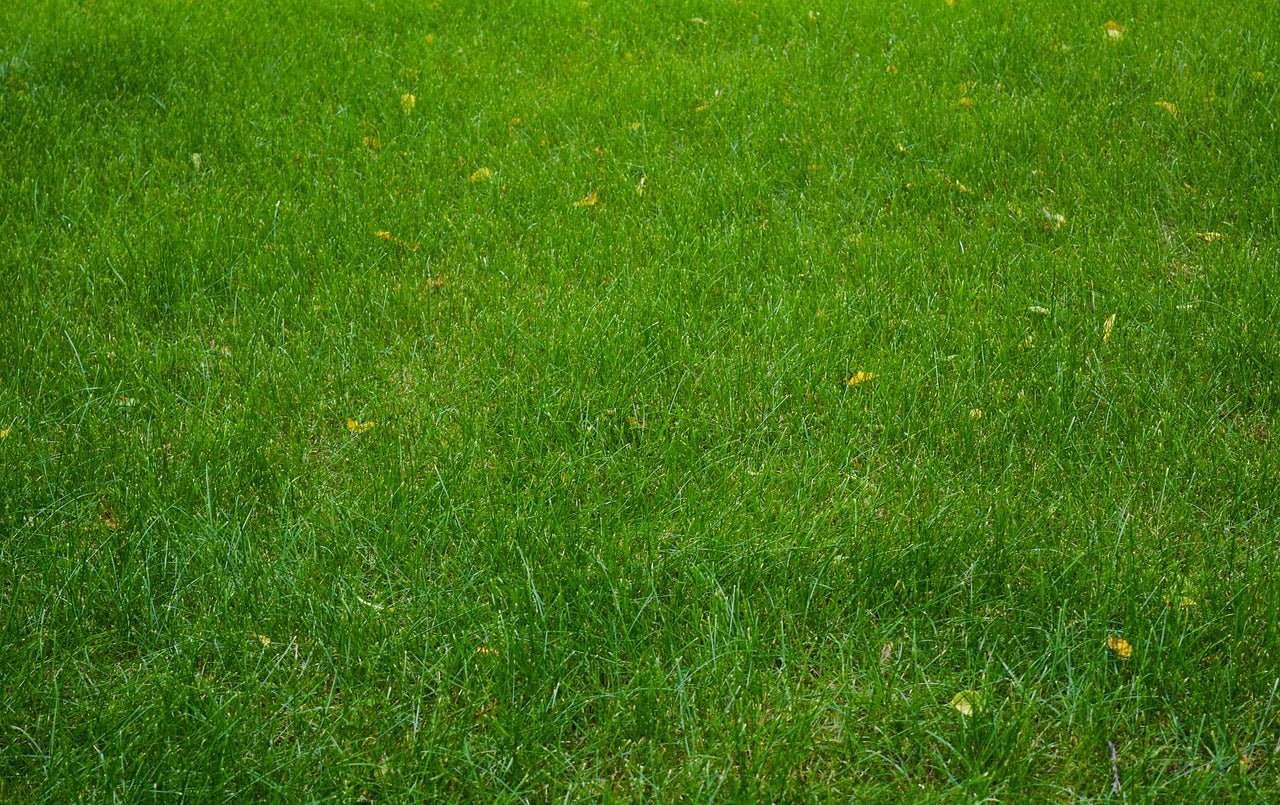 How do I tell what grass types I have in my lawn?