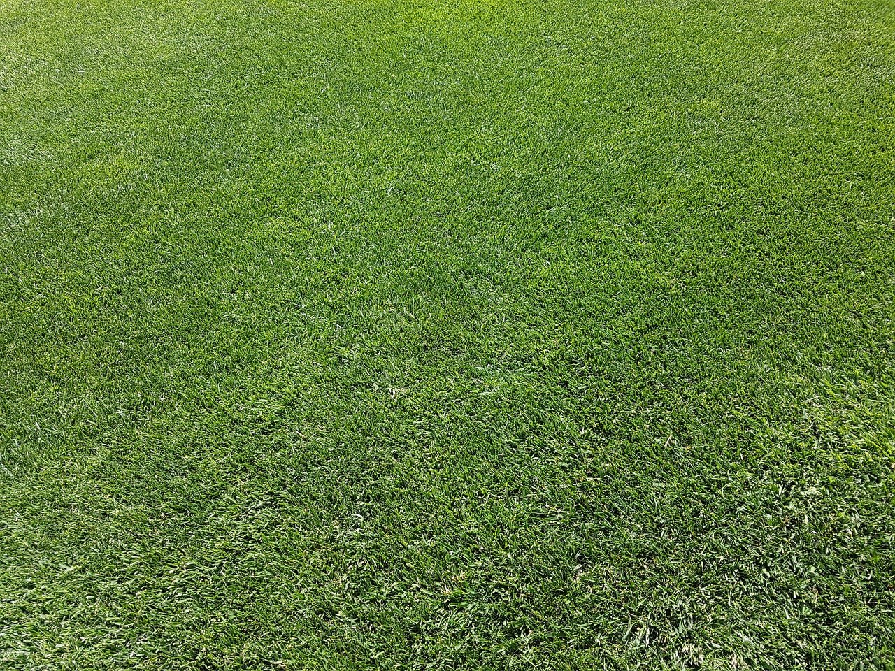 How to Tell if My Lawn Needs a Feed?