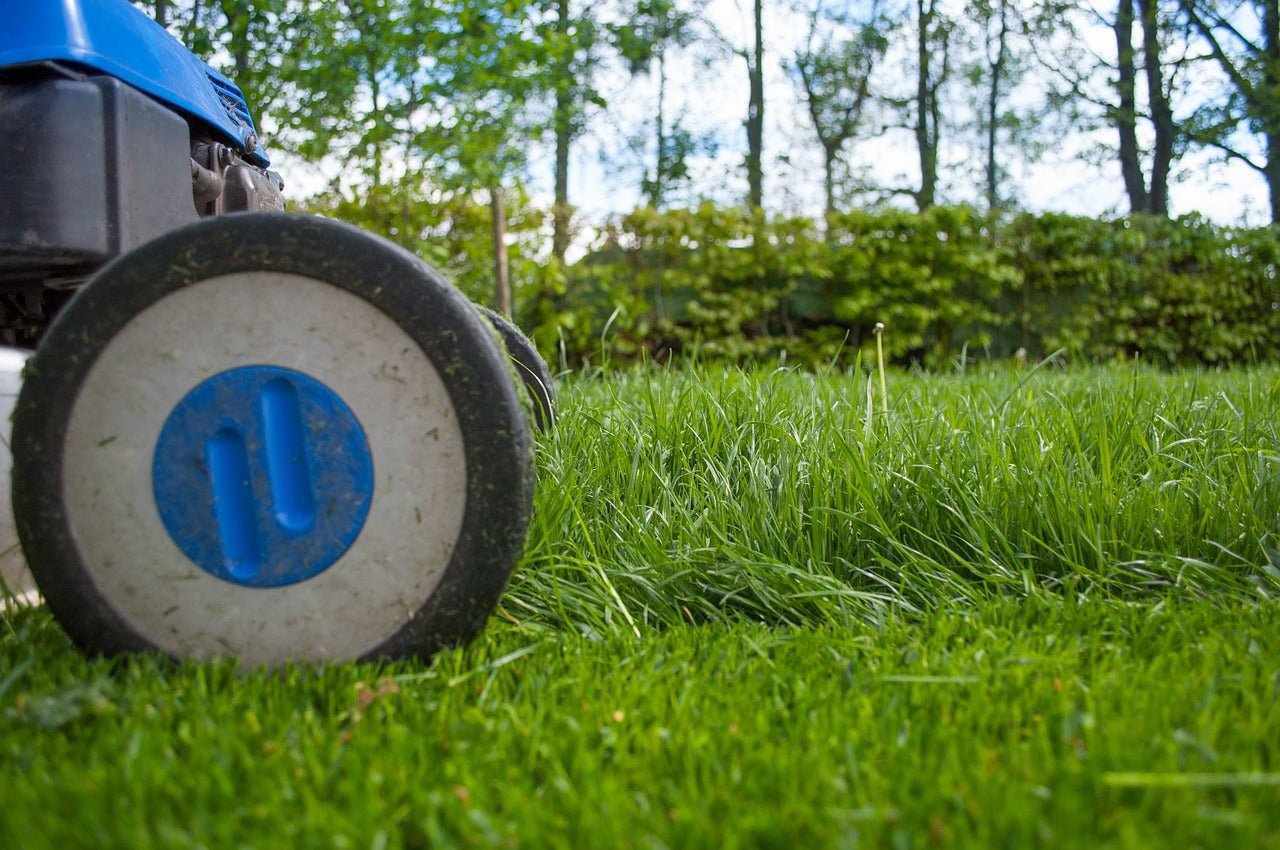 When Should I Cut My New Lawn?