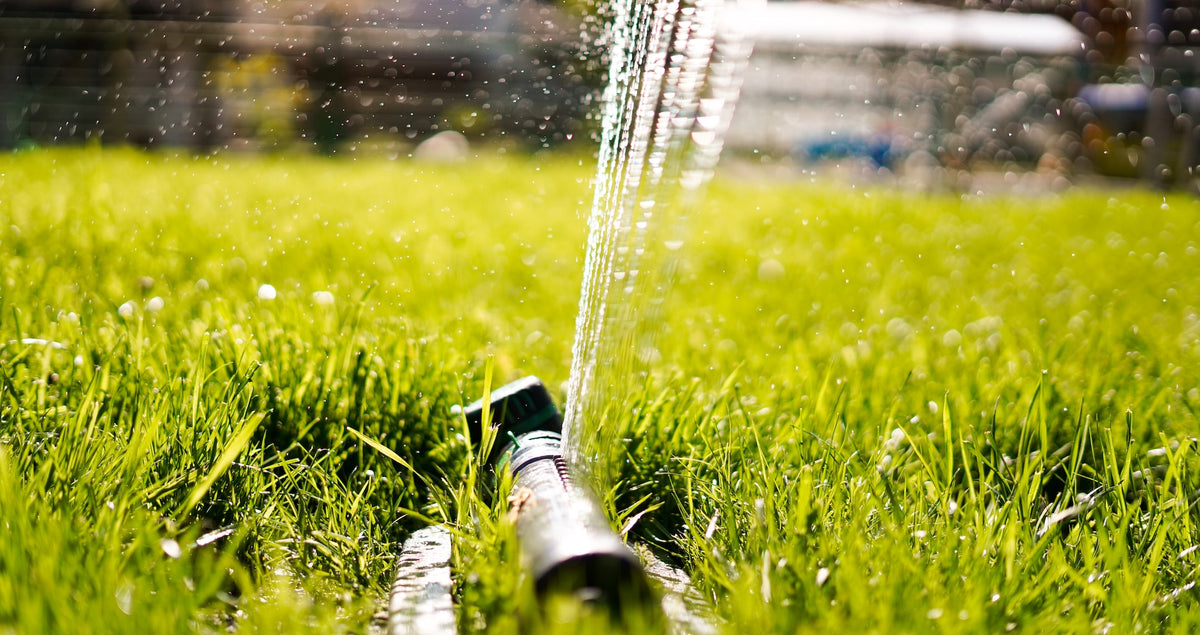 How much do I need to water my lawn during a heatwave?