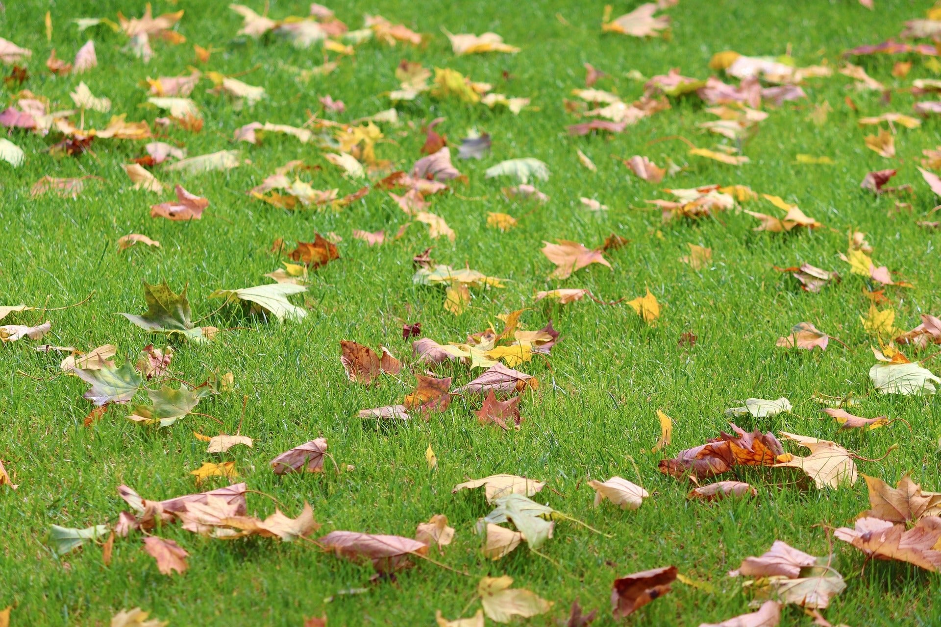 Autumn Lawn Care Tips to Keep Your Garden Looking Great All Season Long