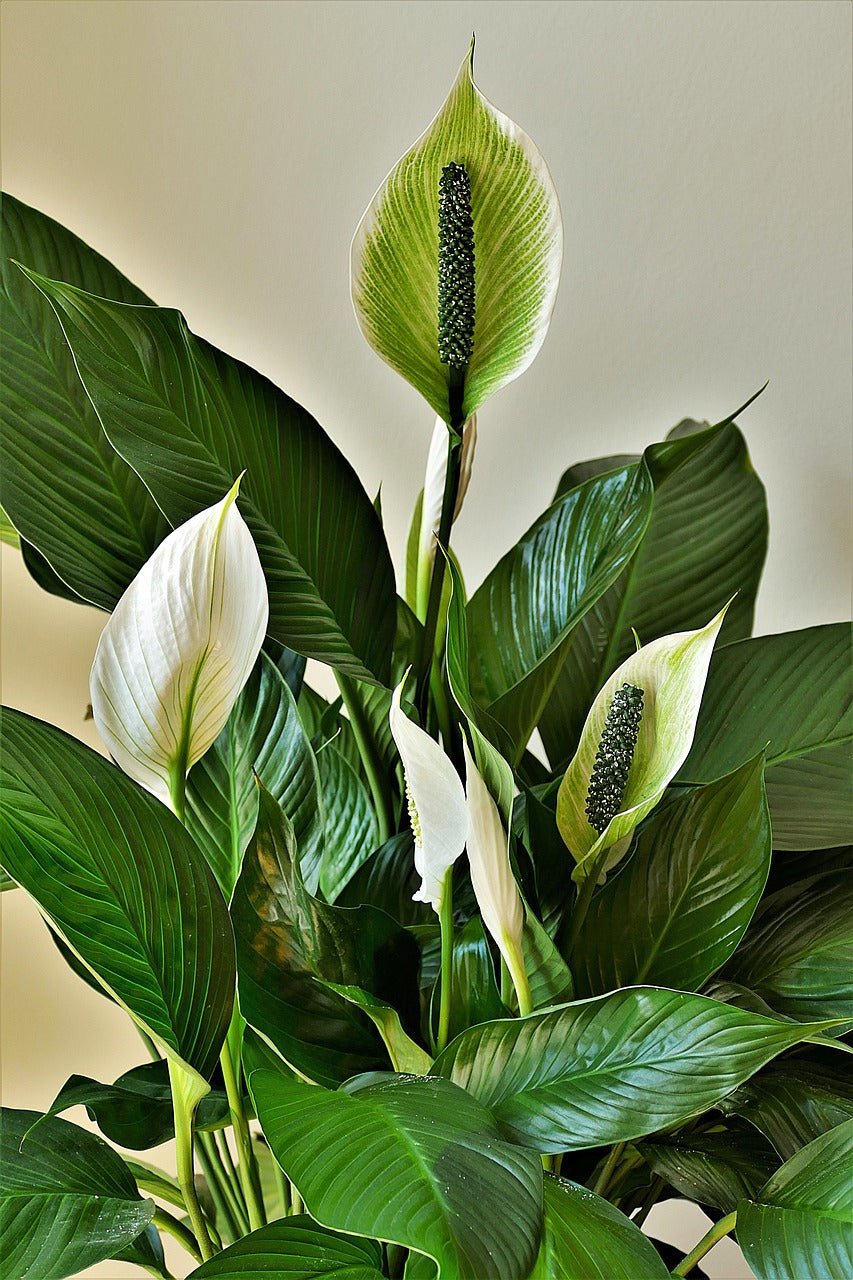 How Often Should I Feed My Peace Lily?