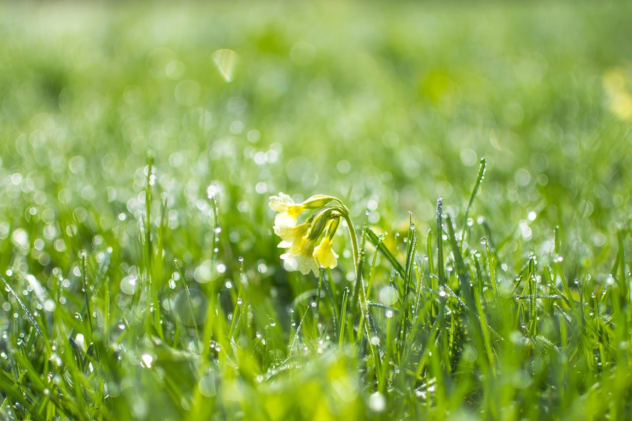 How do I get rid of weeds in my lawn?