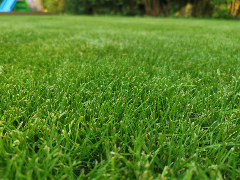Grass Seed