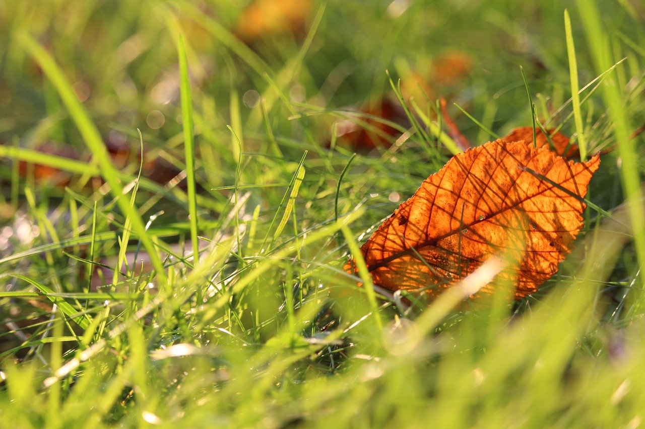 Autumn lawn care tips