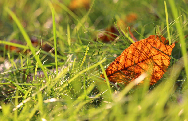Autumn lawn care tips