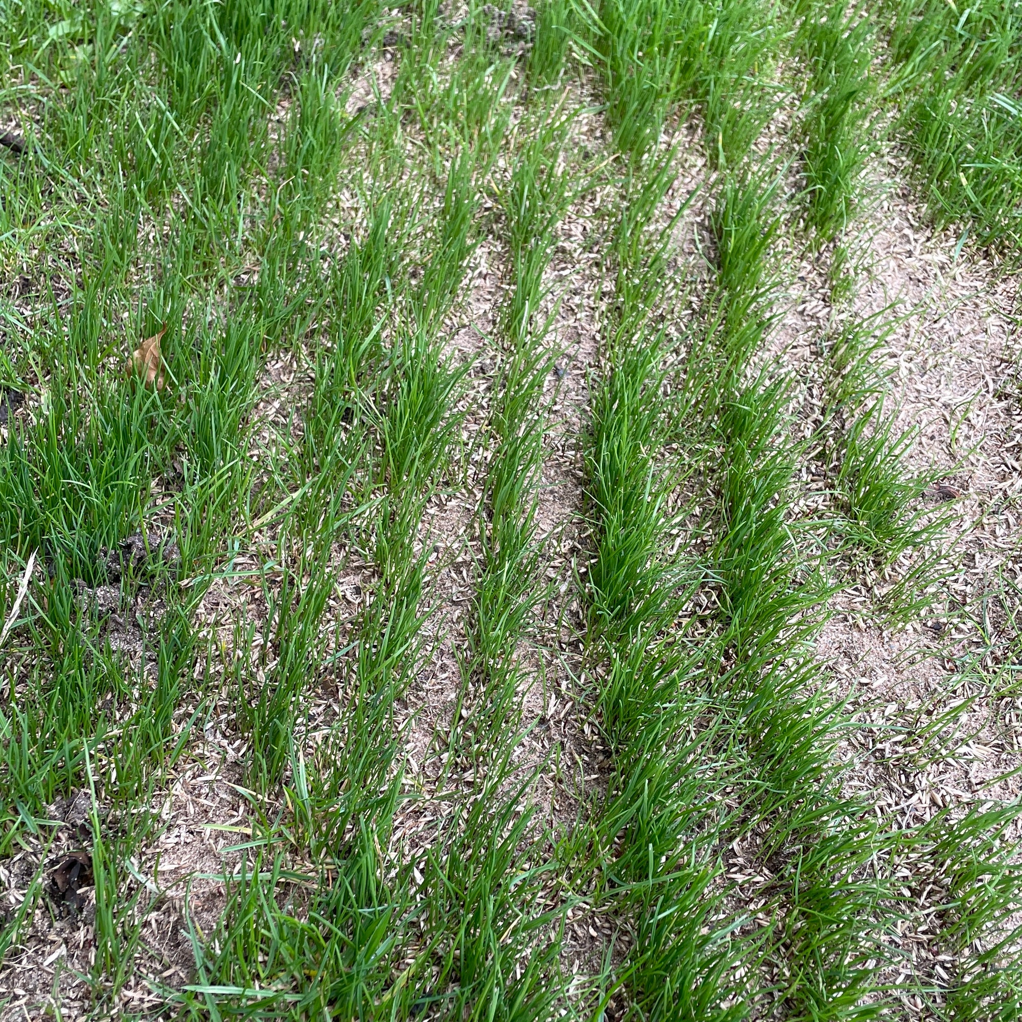Why do we overseed after scarifying?