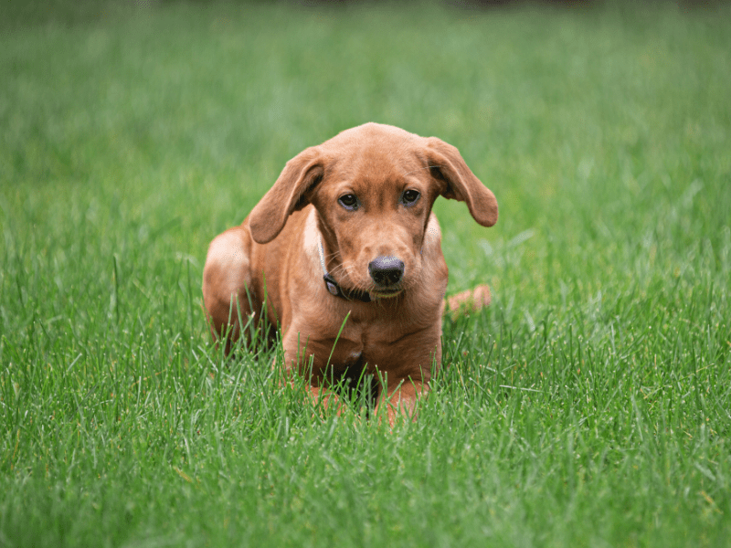 Lawn care with dogs