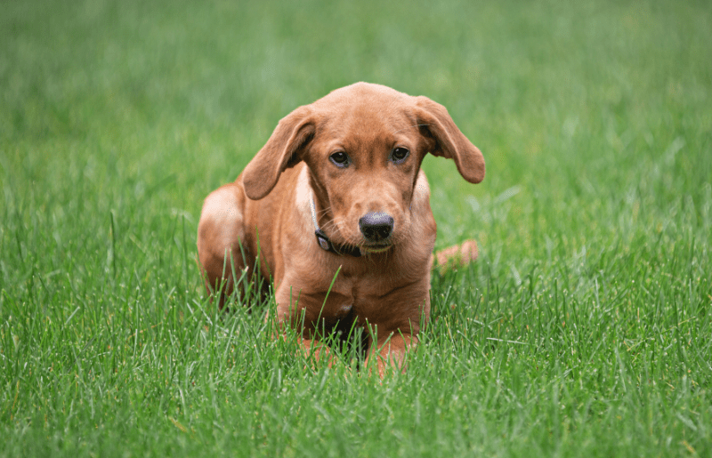 Lawn care with dogs