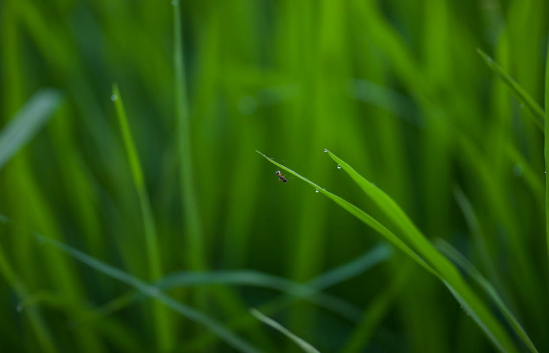 How to get rid of ants in lawn