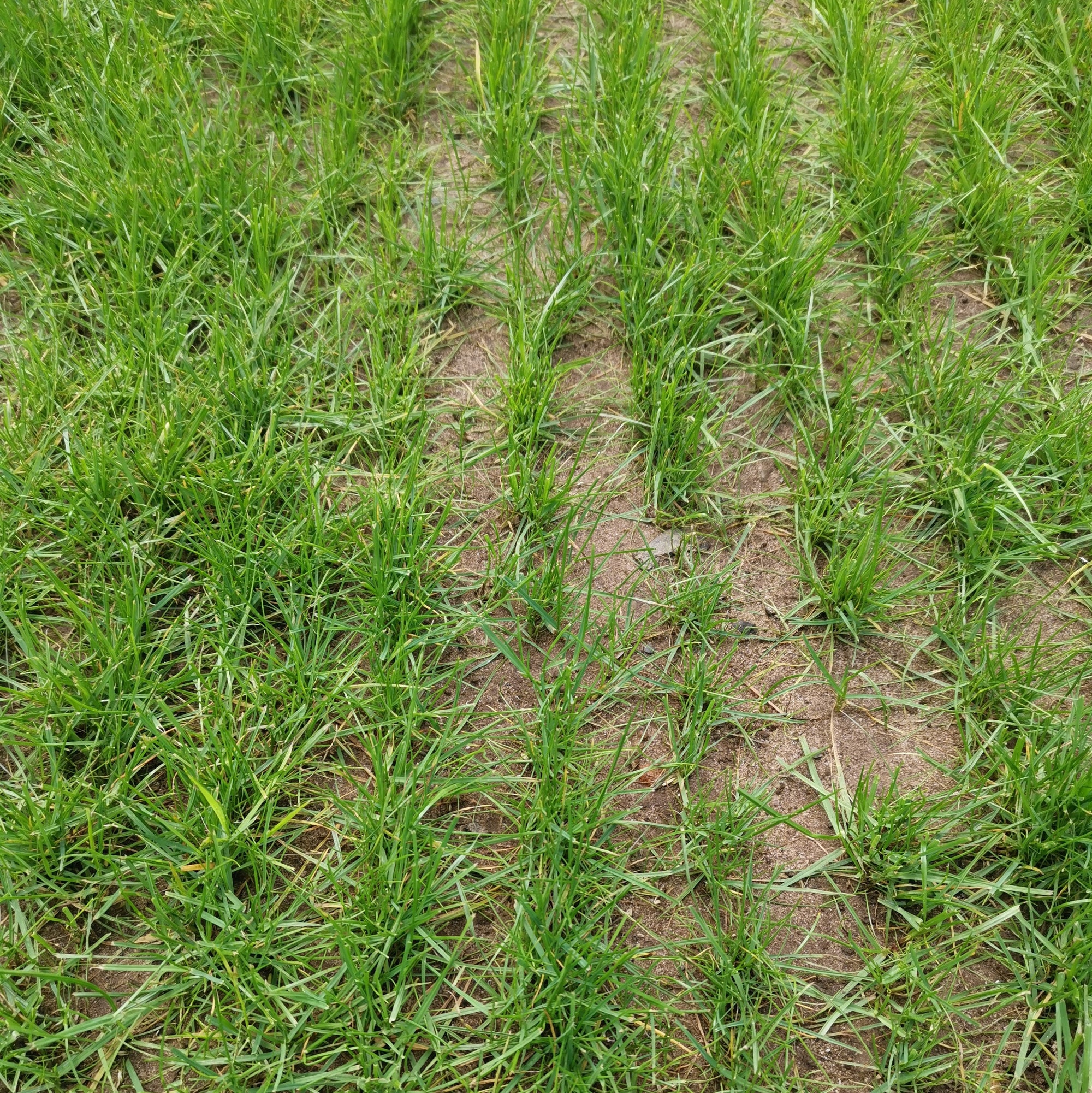 When can I sow grass seed until?