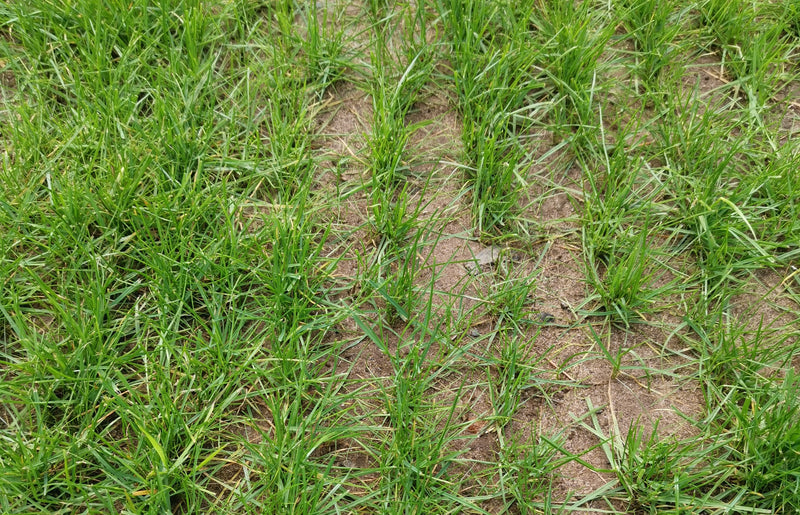When can I sow grass seed until?