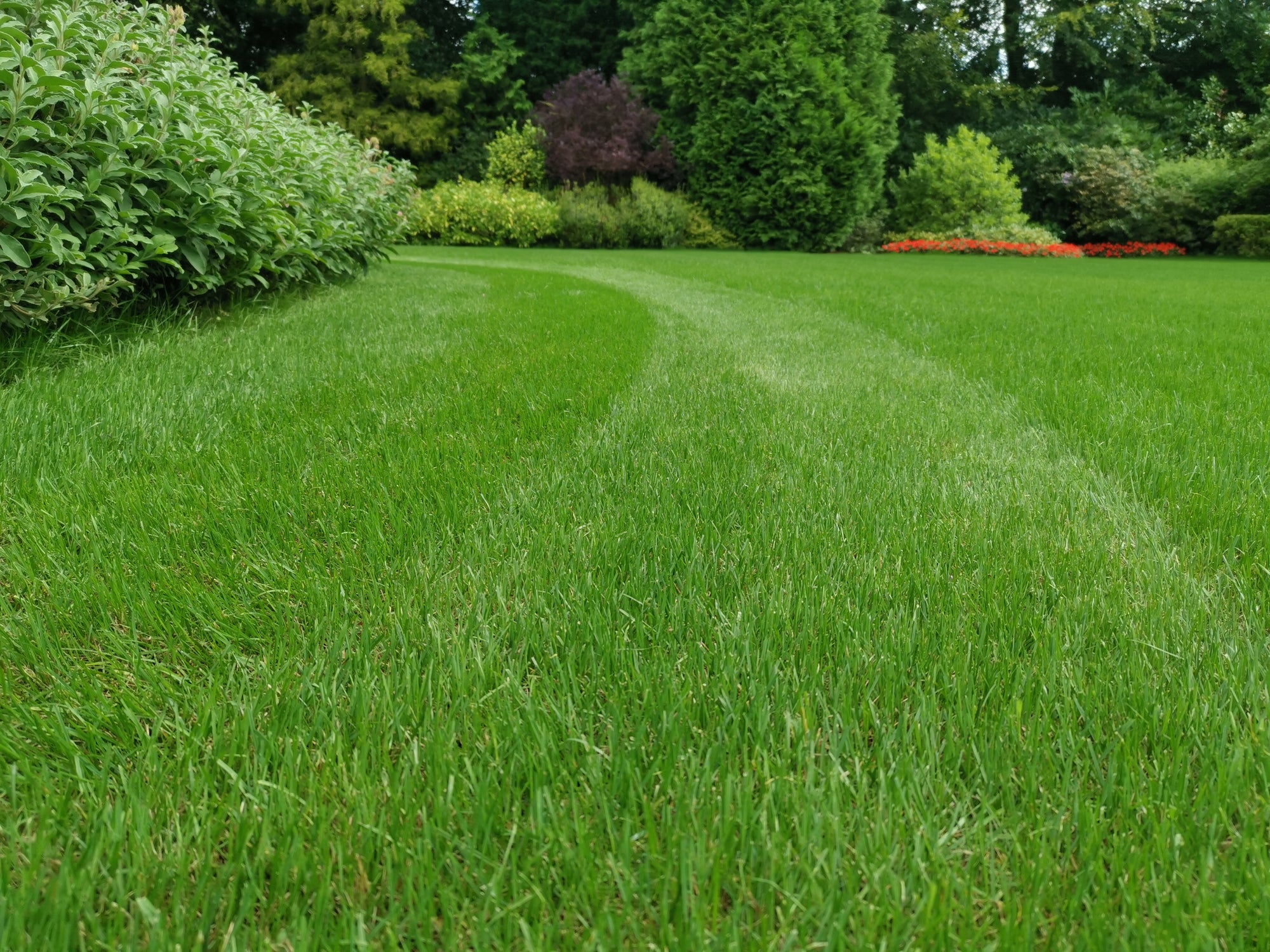 How to grow greener grass