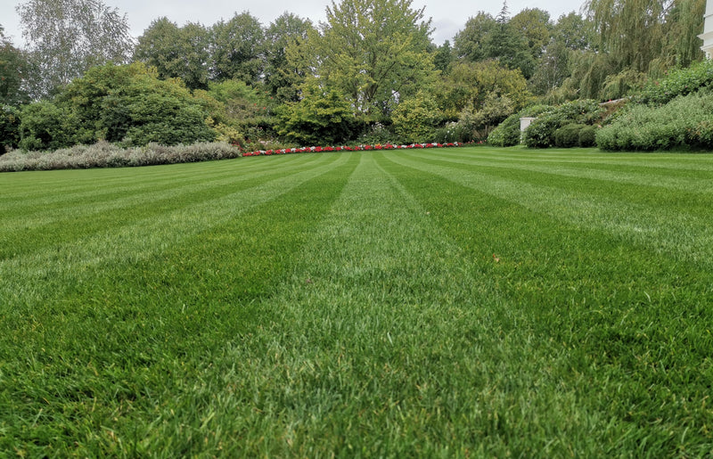 The Benefits of Fertilising Your Lawn