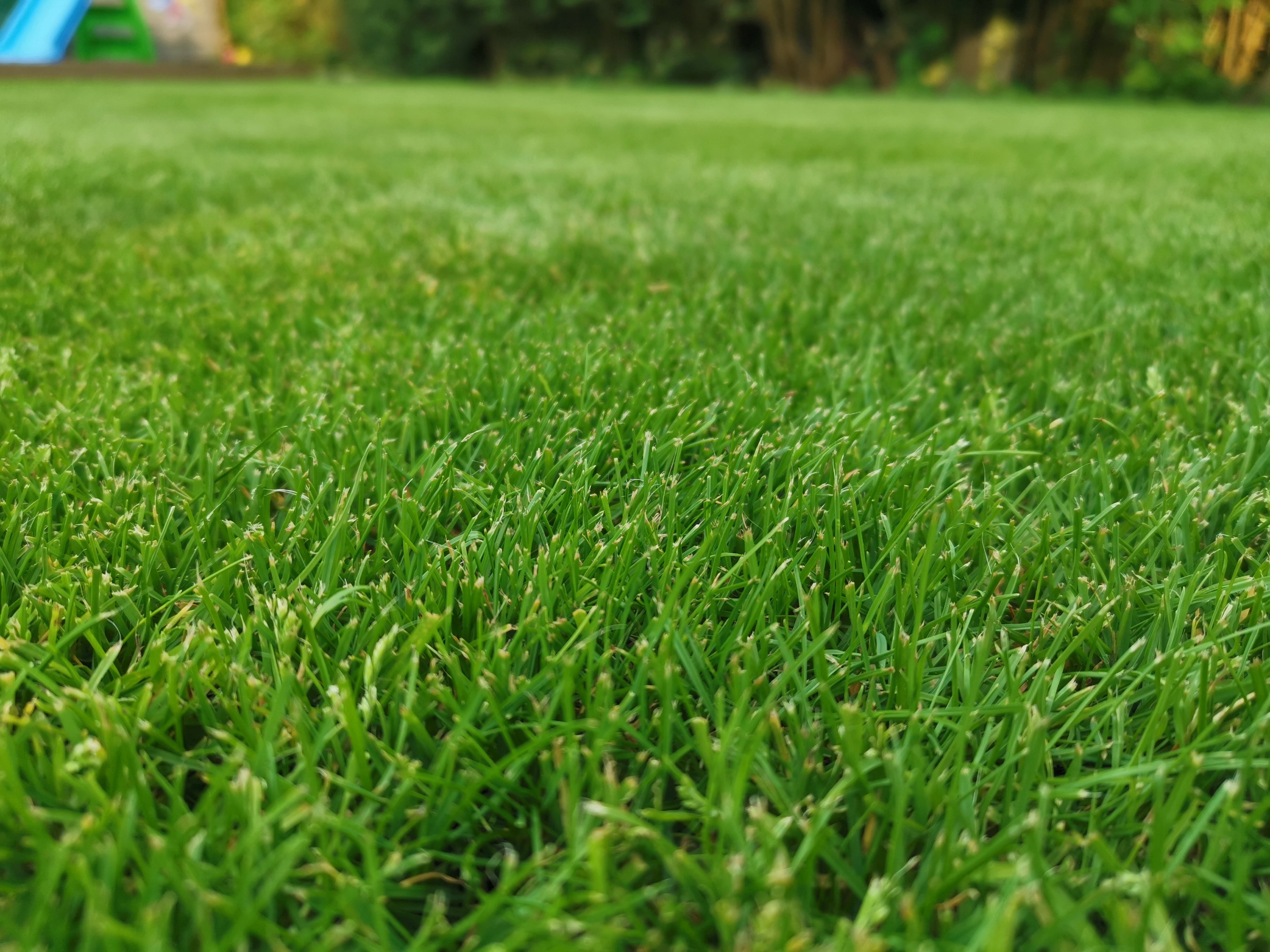 How long for grass seed to germinate so mo