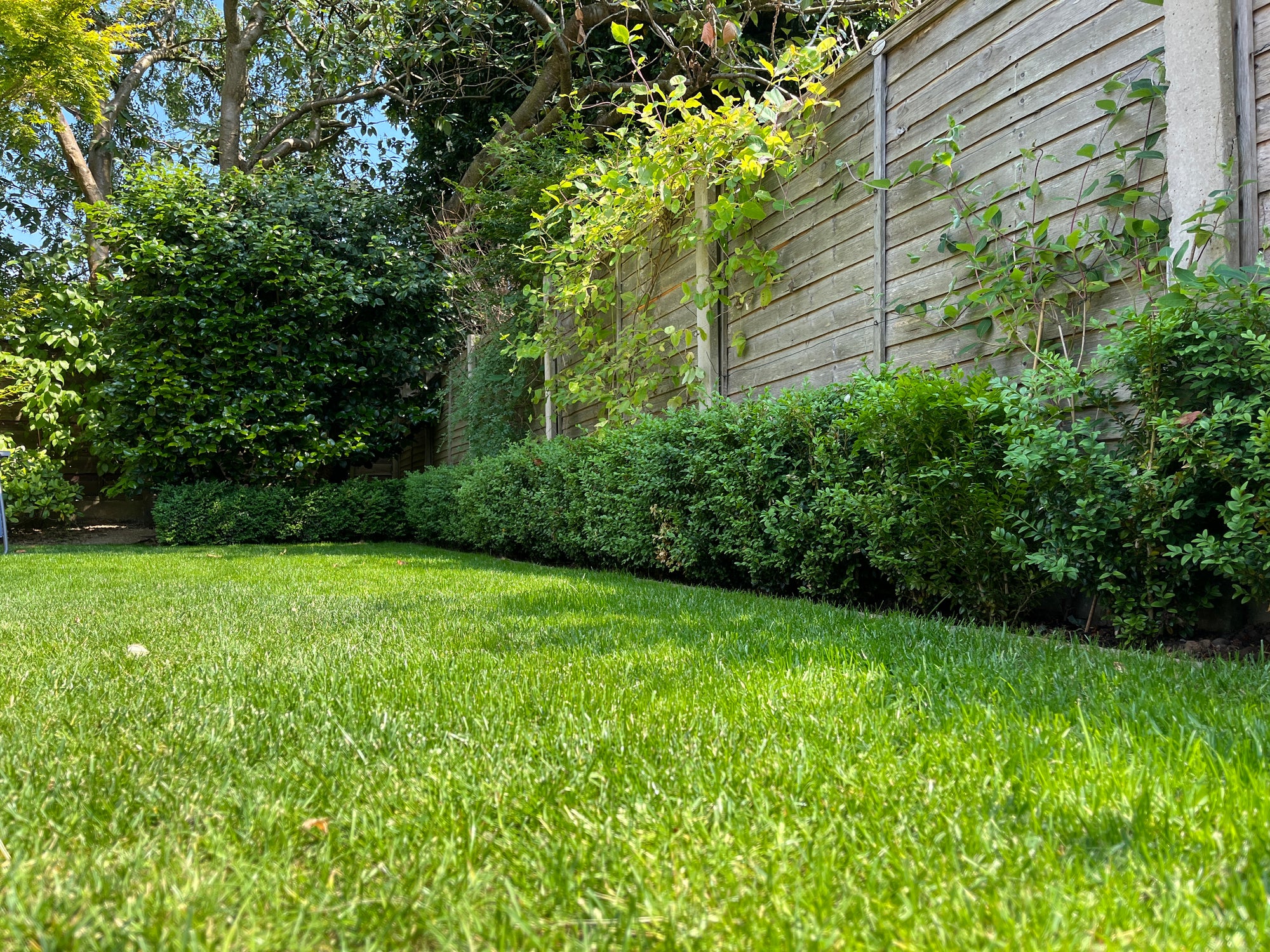 How do lawn fertilisers work in a heatwave?