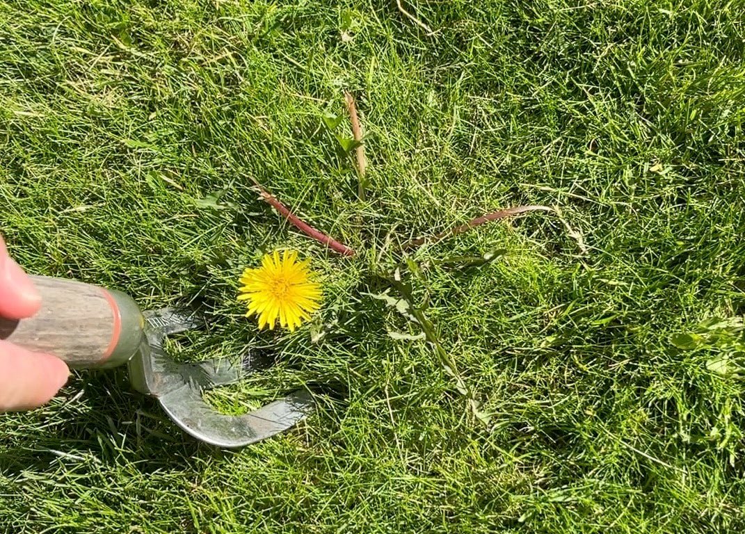 Does weedkiller kill grass?