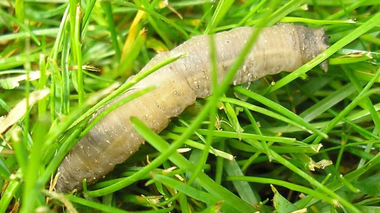 The life cycle of a leather jacket grub