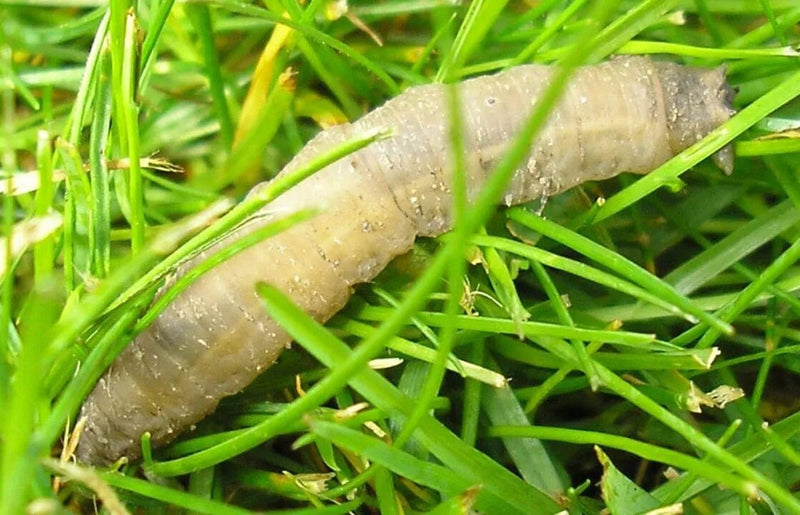 The life cycle of a leather jacket grub