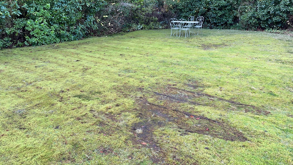 How to get rid of moss in lawn