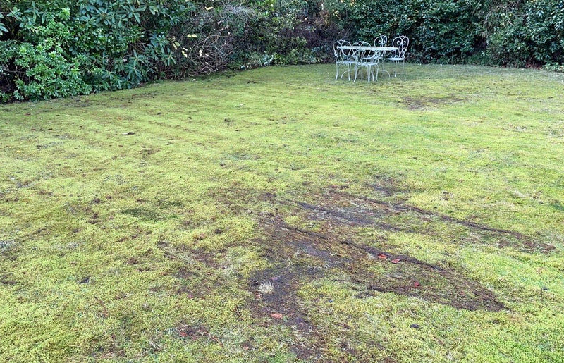 Does Roundup Kill Moss?