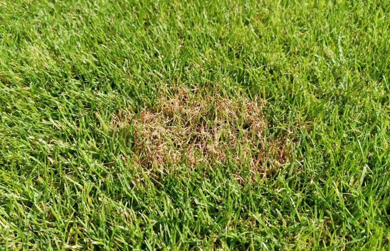 What is Red Thread and How Do I Remove It from My Lawn?