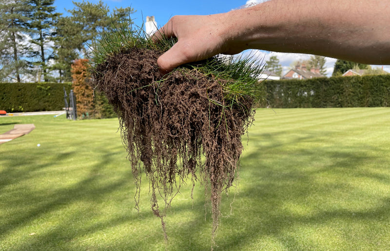 How long should my lawn roots be?