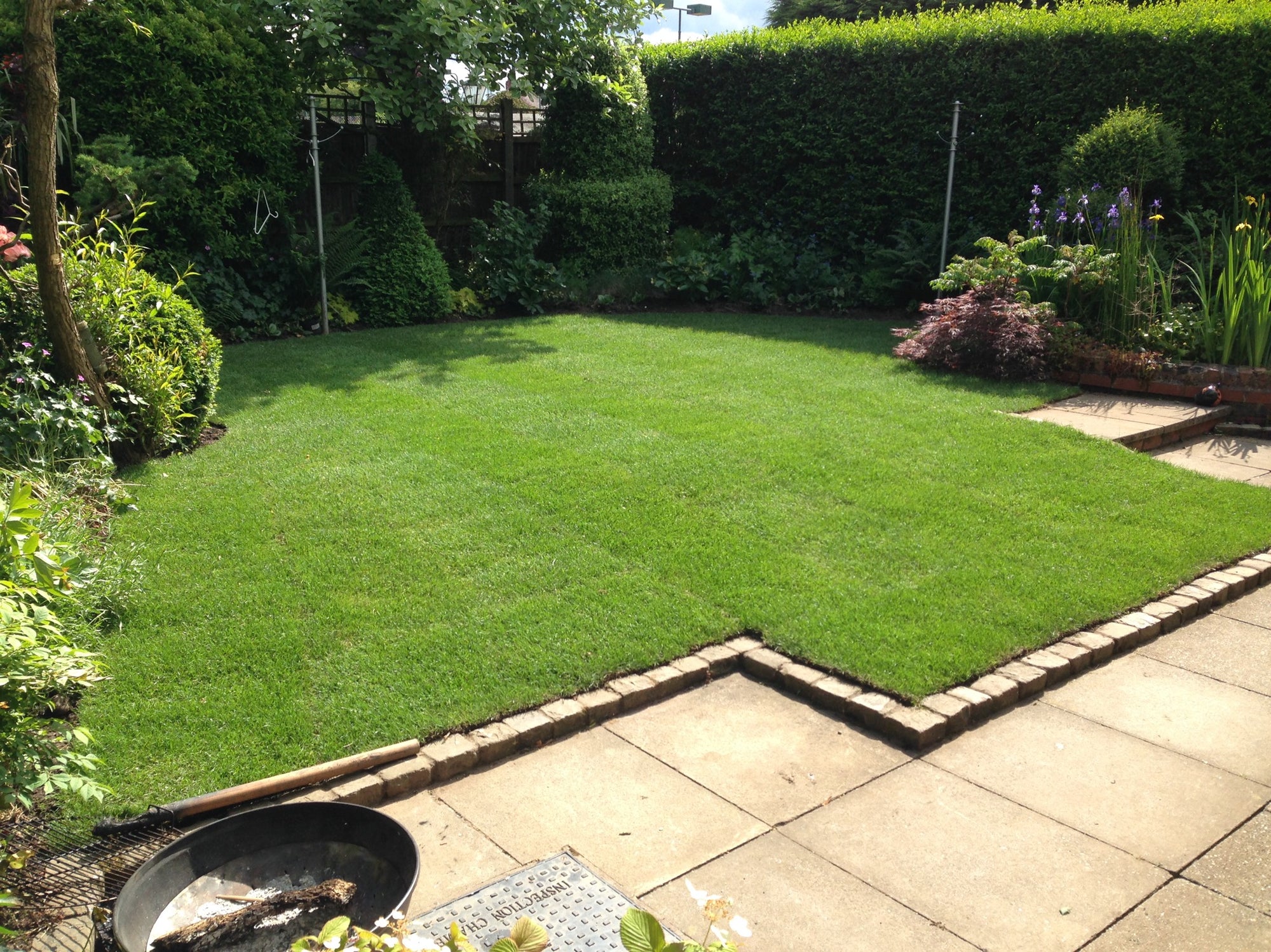 Lush Green Lawn Feed