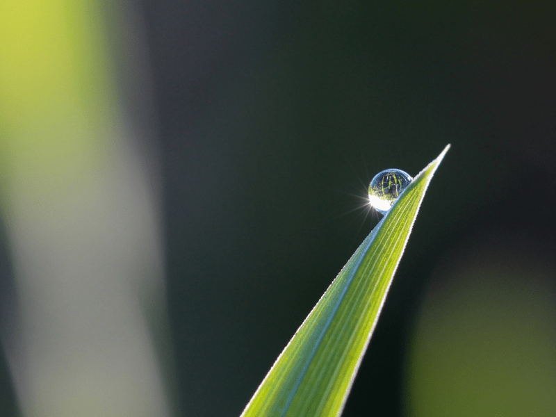 The role of surfactant our liquid lawn feeds