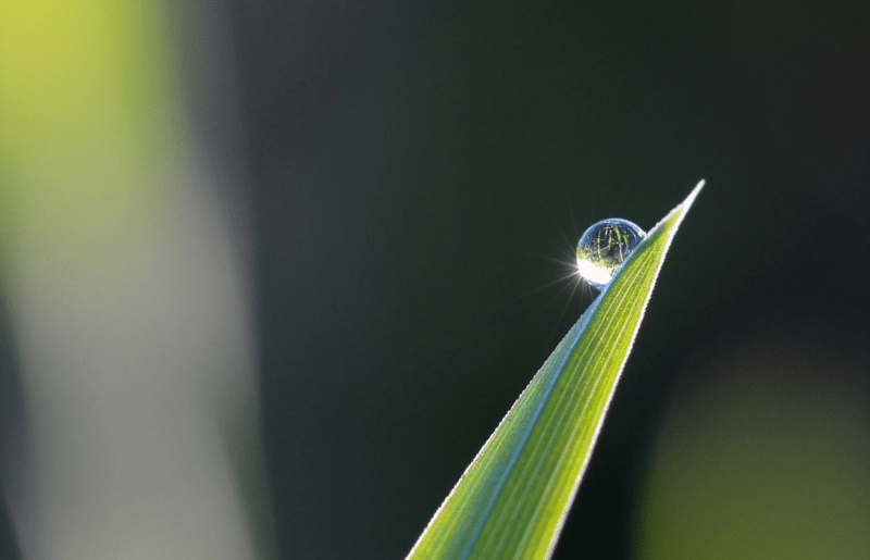 The role of surfactant our liquid lawn feeds