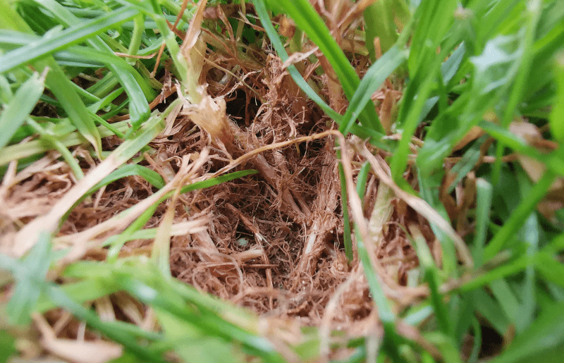 All About Lawn Thatch