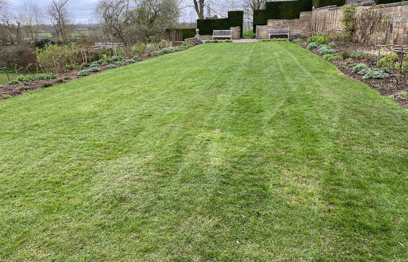 The Importance of Overseeding and Adding New Plants to Your Lawn